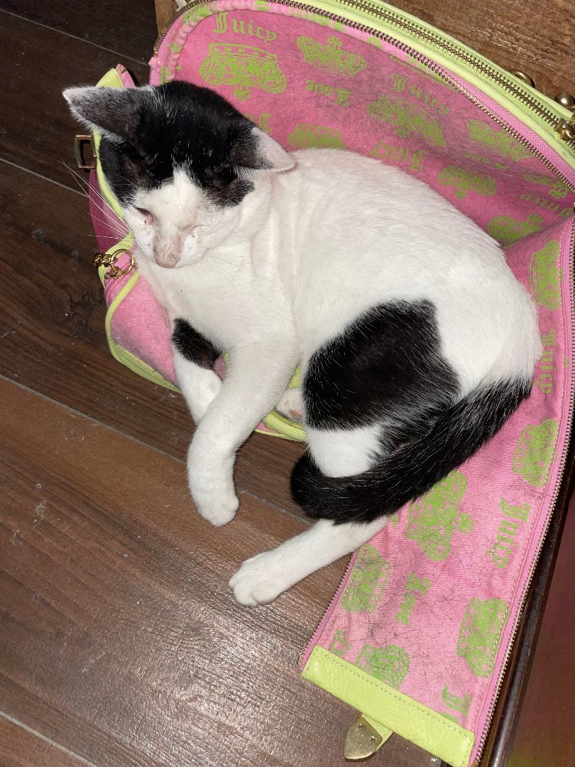 Enlarge Spade, a Adoptable Domestic Short Hair in Plantation, FL image 3/8