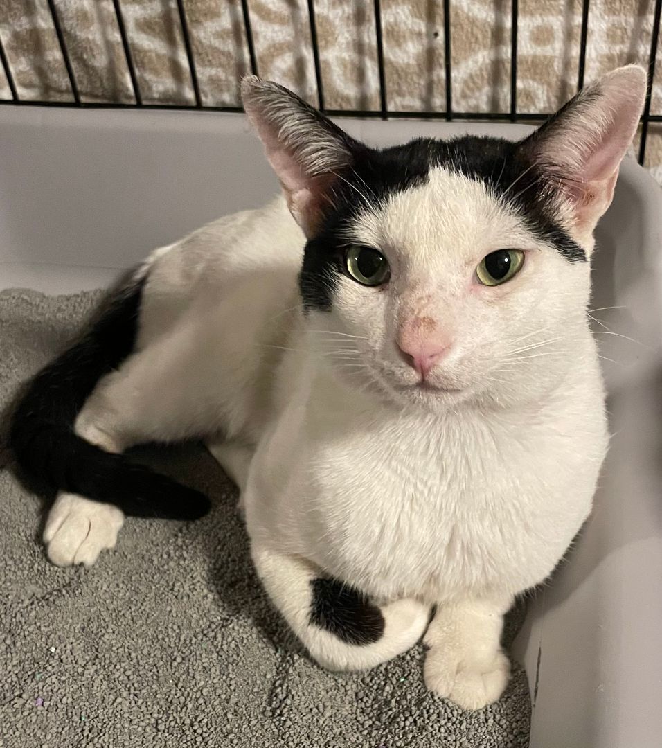 Enlarge Spade, a Adoptable Domestic Short Hair in Plantation, FL image 4/8