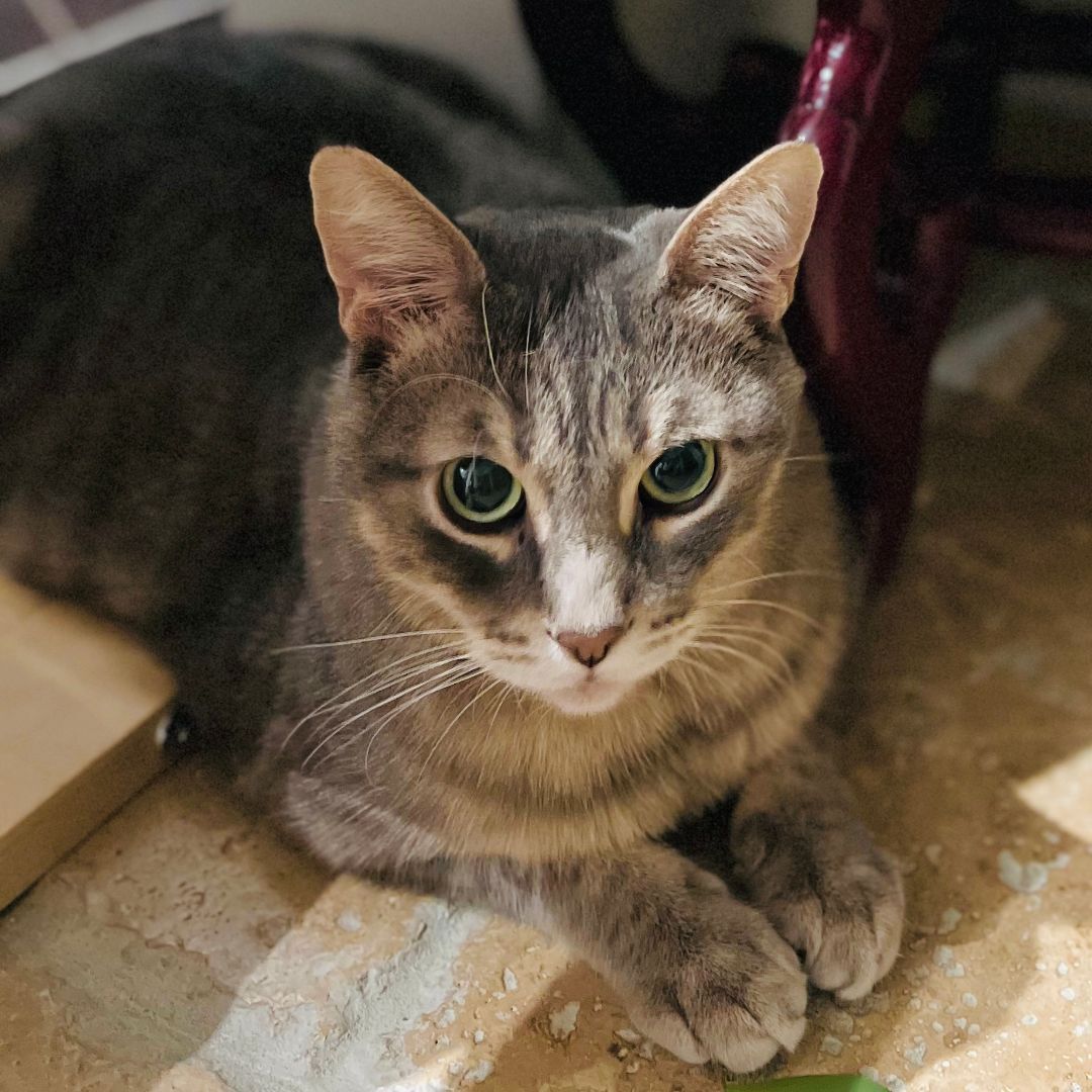 Miao Miao, Adoptable, Adult Male American Shorthair.