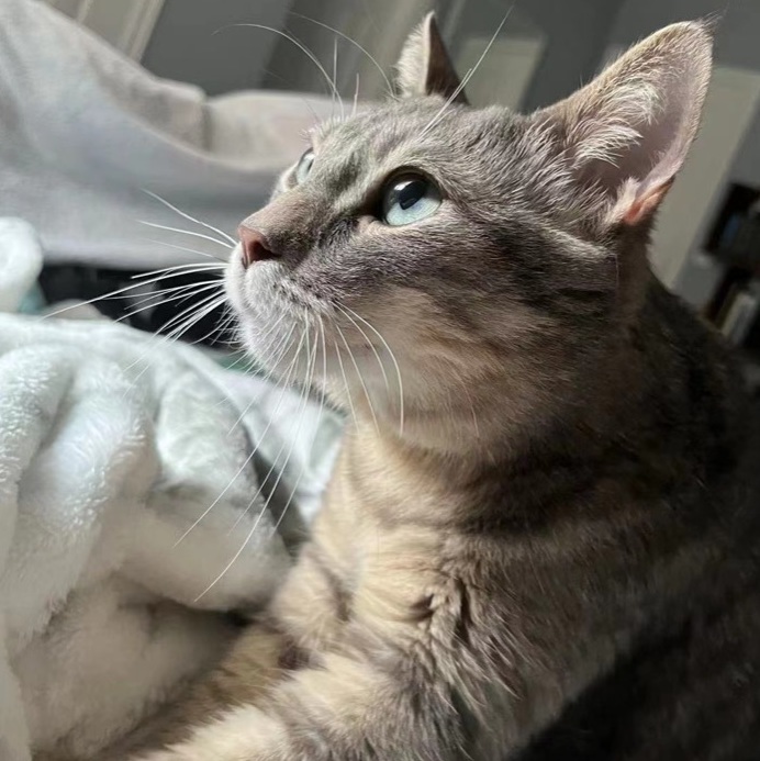 Miao Miao, a Adoptable mixed breed in Toronto, ON image 2/14