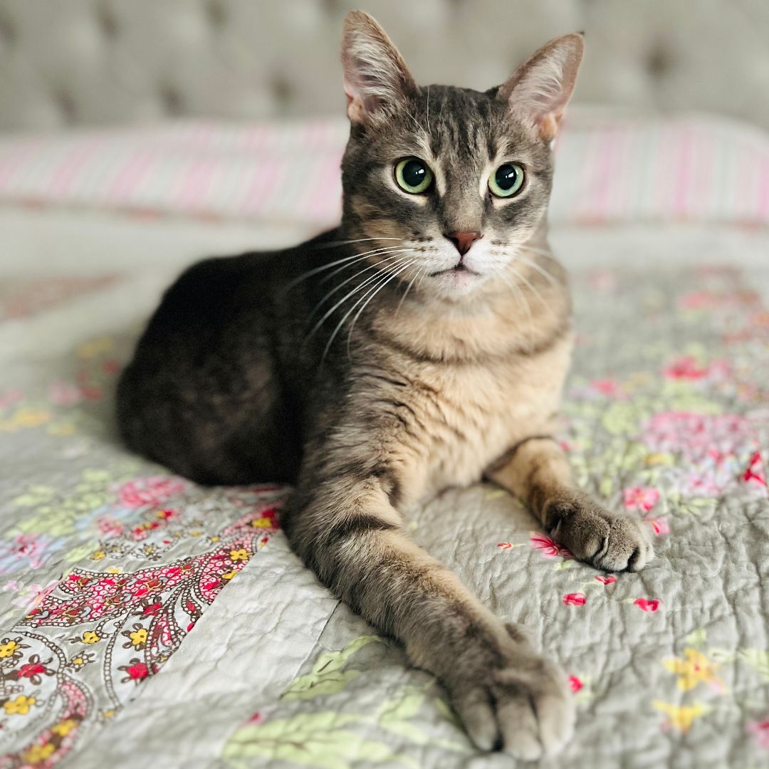Miao Miao, a Adoptable mixed breed in Toronto, ON image 3/14