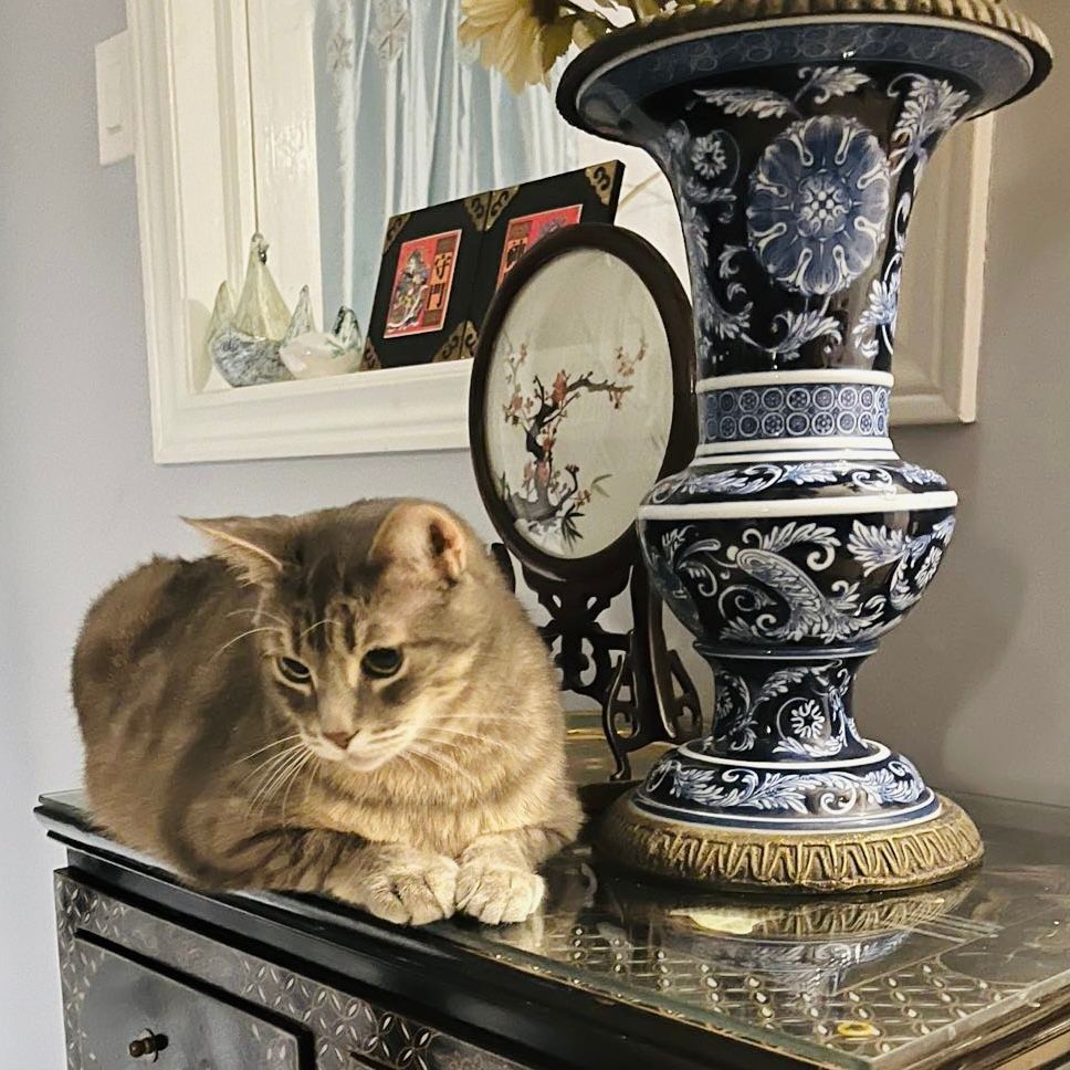 Miao Miao, a Adoptable mixed breed in Toronto, ON image 4/14