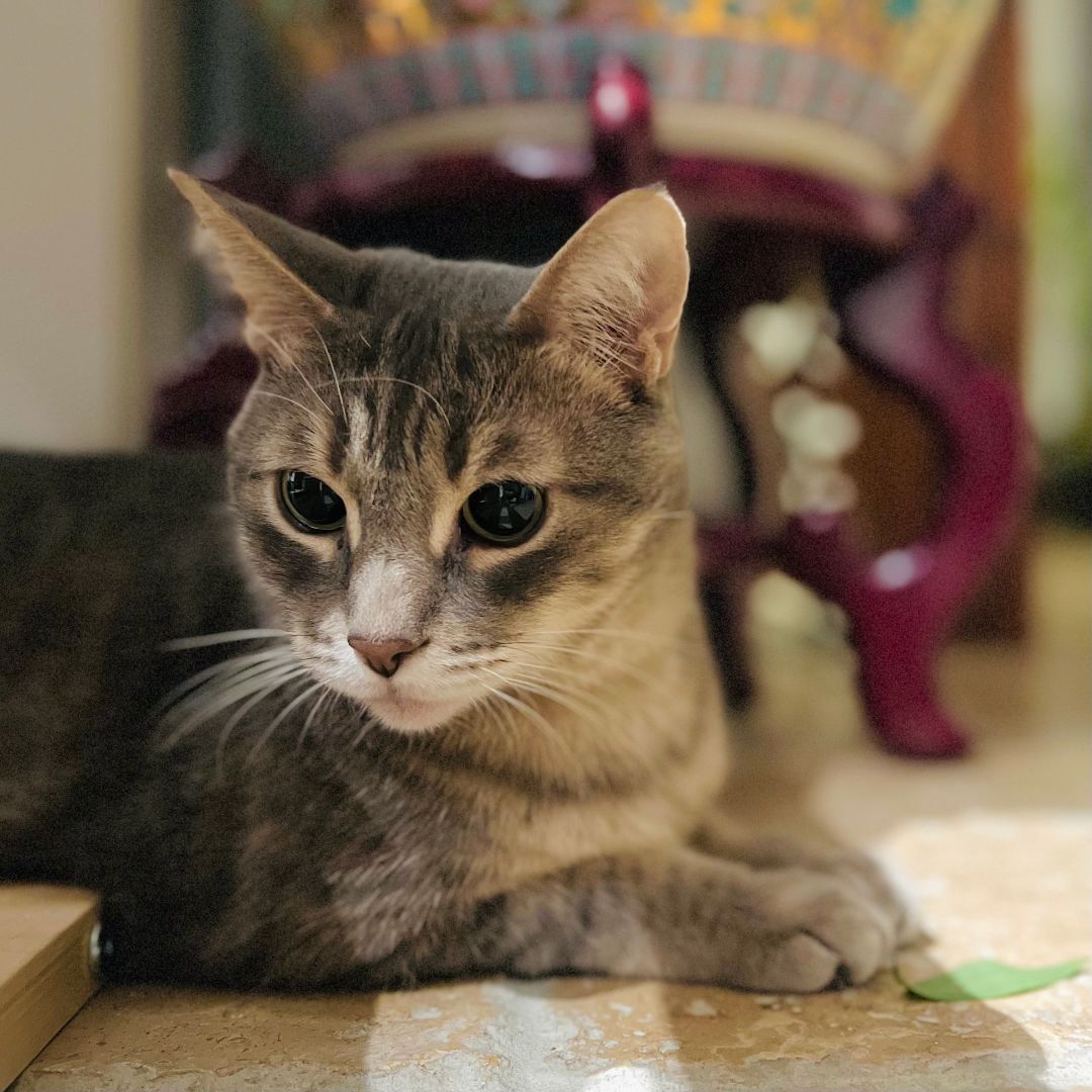 Miao Miao, a Adoptable mixed breed in Toronto, ON image 5/14