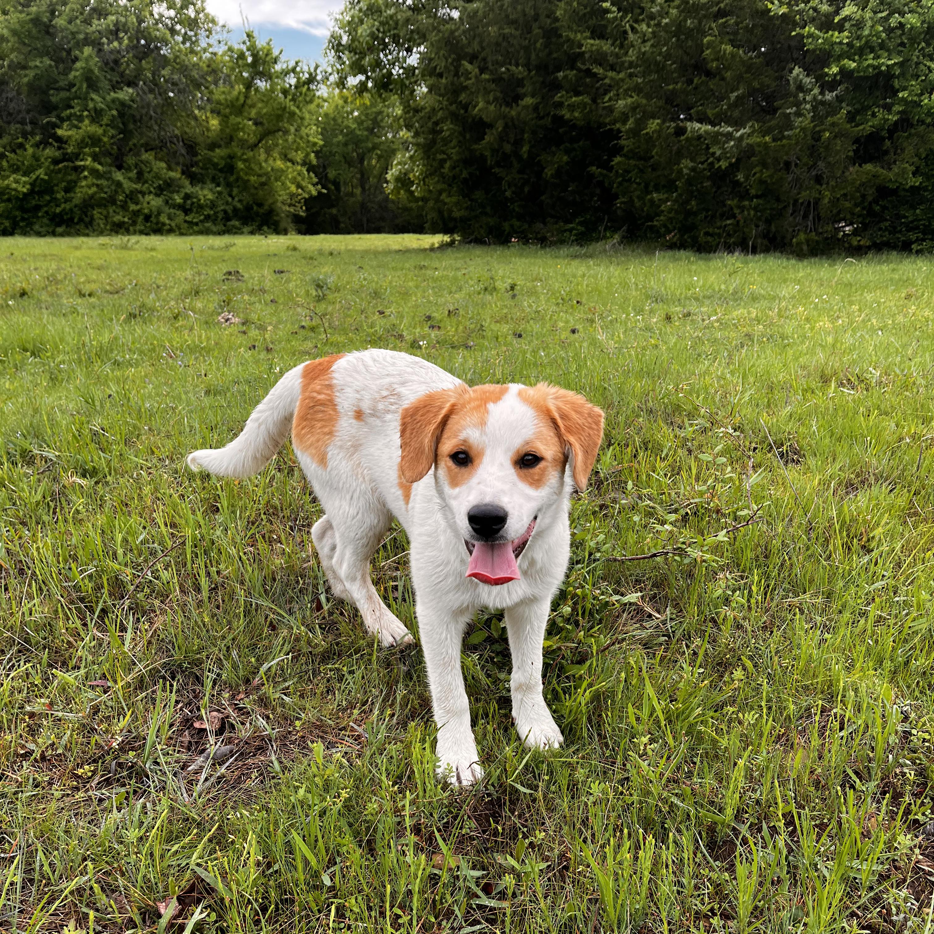 Peaches, ADOPTABLE, Young Female Anatolian Shepherd & Great Pyrenees.