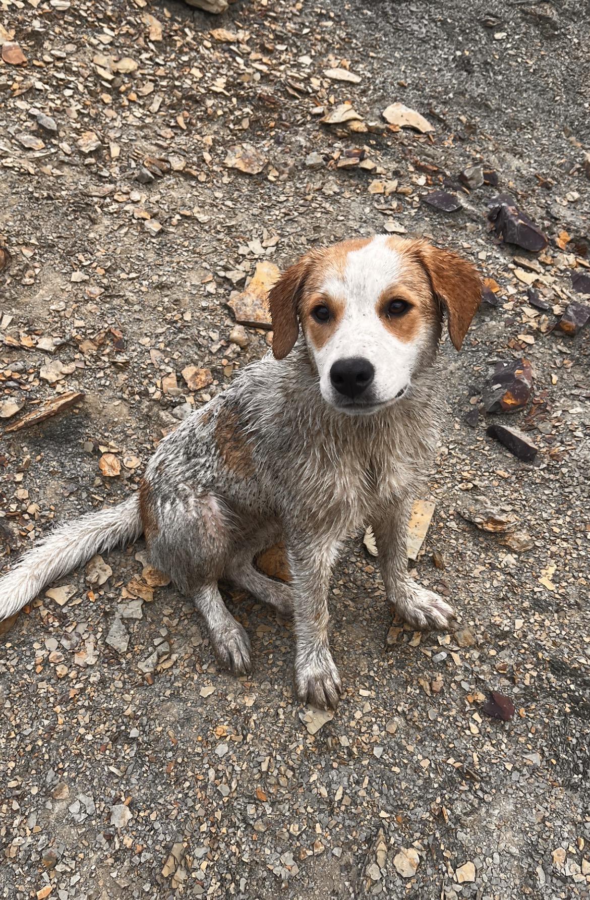 Peaches, a ADOPTABLE mixed breed in Okmulgee, OK image 5/5