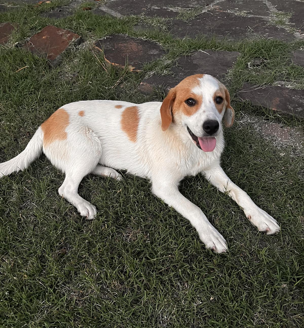 Peaches, ADOPTABLE, Puppy Female Anatolian Shepherd & Great Pyrenees.