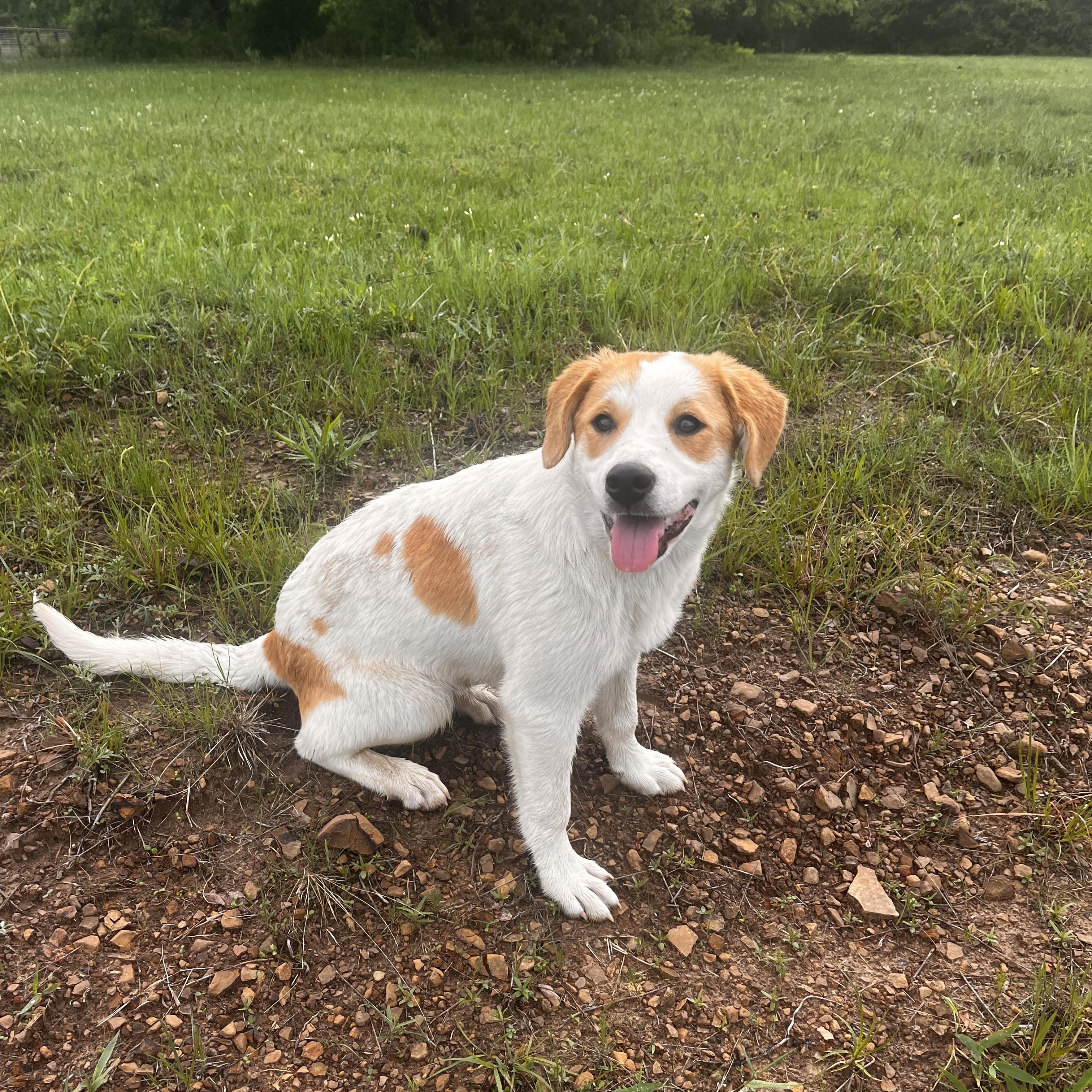 Enlarge Peaches, a ADOPTABLE mixed breed in Okmulgee, OK image 3/3
