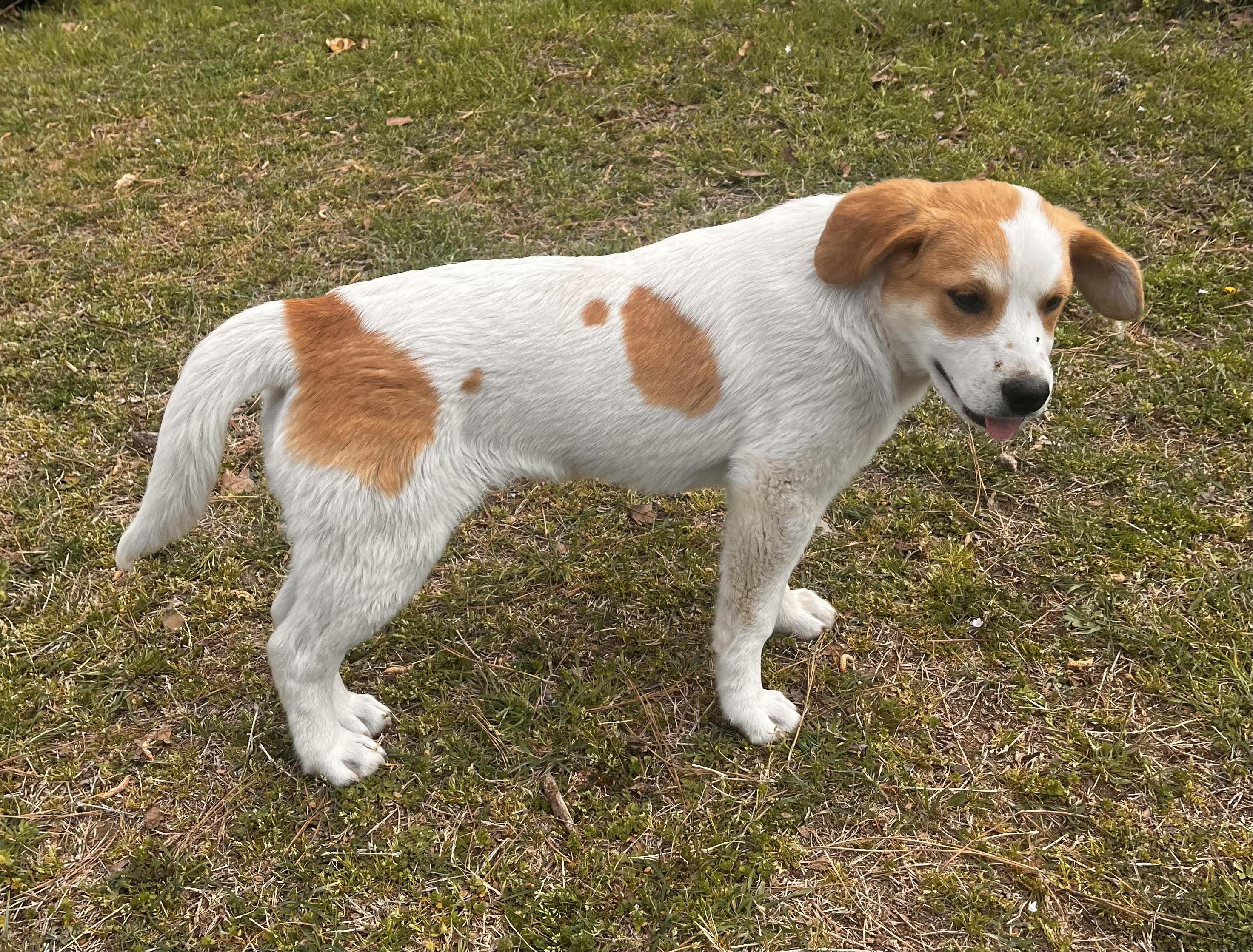 Enlarge Peaches, a ADOPTABLE mixed breed in Okmulgee, OK image 1/1
