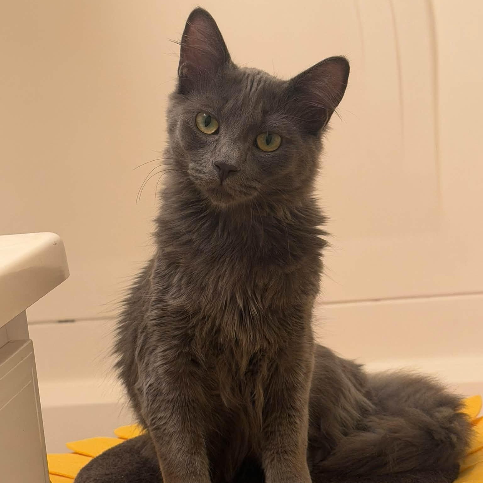 Enlarge Hexley, a Adoptable Domestic Medium Hair in Queen Creek, AZ image 2/6