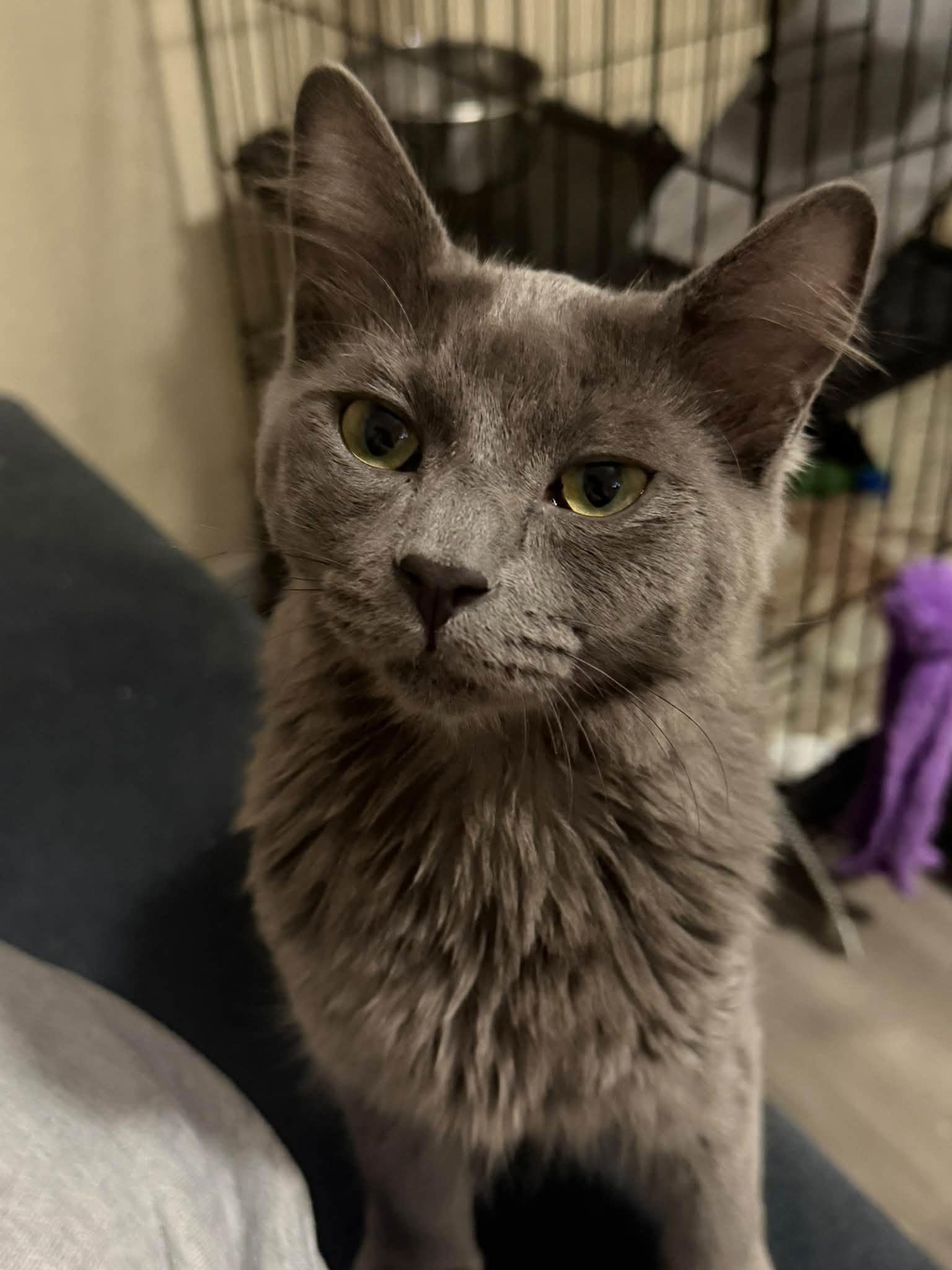 Enlarge Hexley, a Adoptable Domestic Medium Hair in Queen Creek, AZ image 6/6