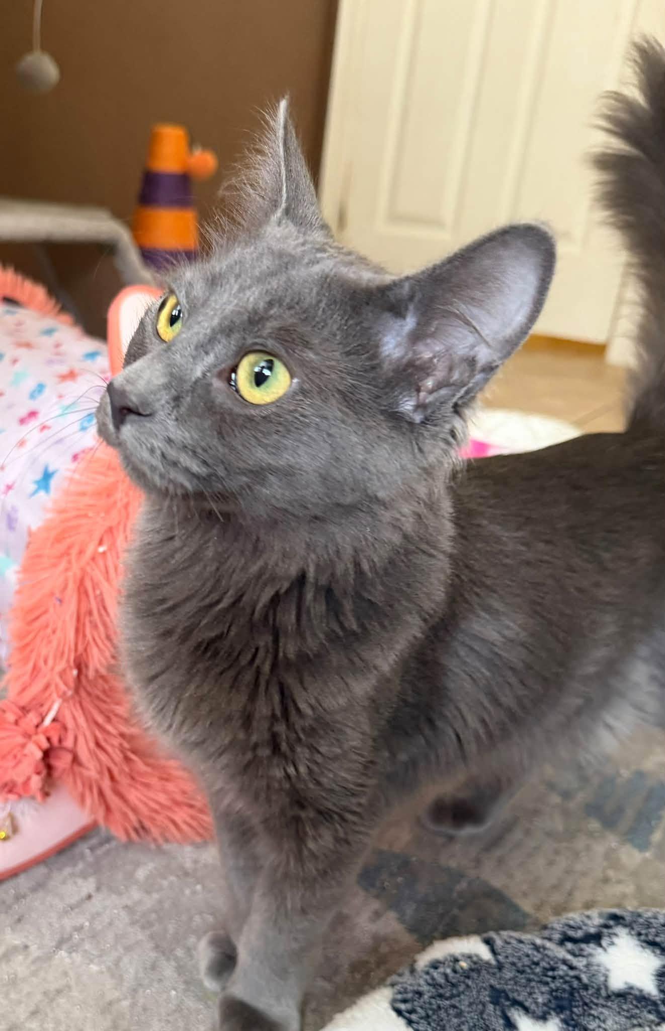 Enlarge Hexley, a Adoptable Domestic Medium Hair in Queen Creek, AZ image 5/6