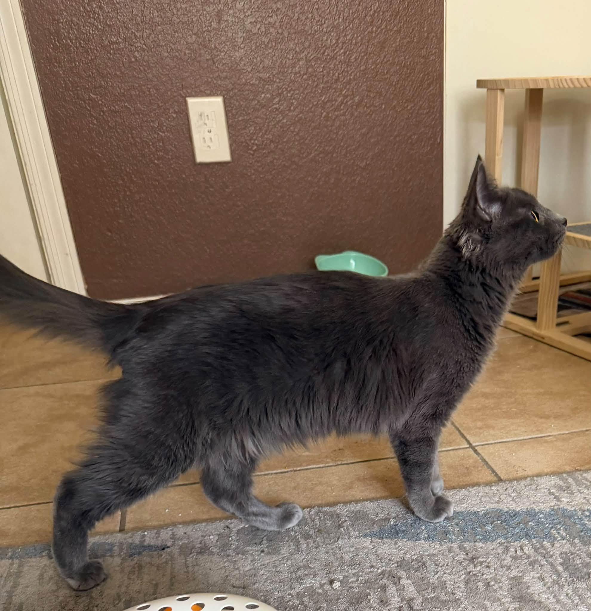 Enlarge Hexley, a Adoptable Domestic Medium Hair in Queen Creek, AZ image 4/6
