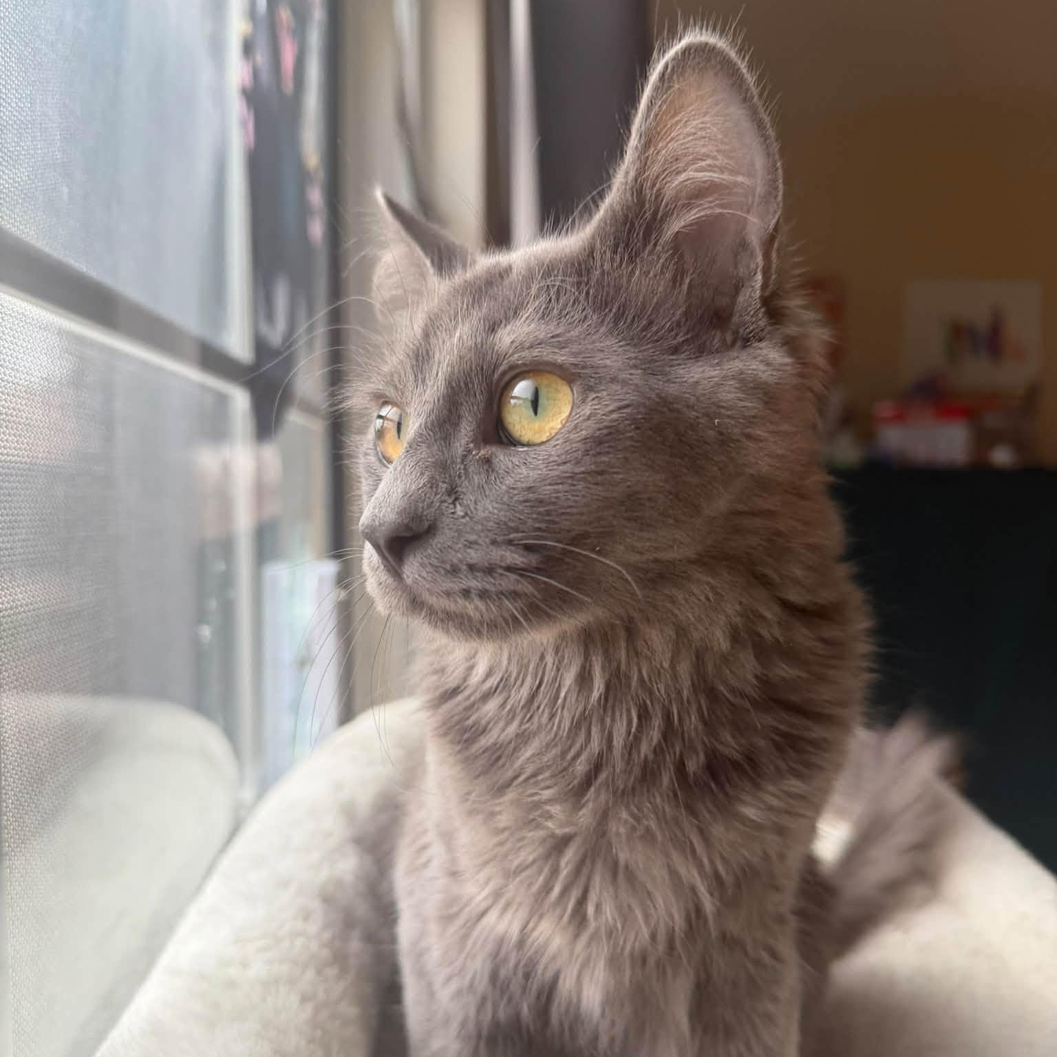 Enlarge Hexley, a Adoptable Domestic Medium Hair in Queen Creek, AZ image 1/6