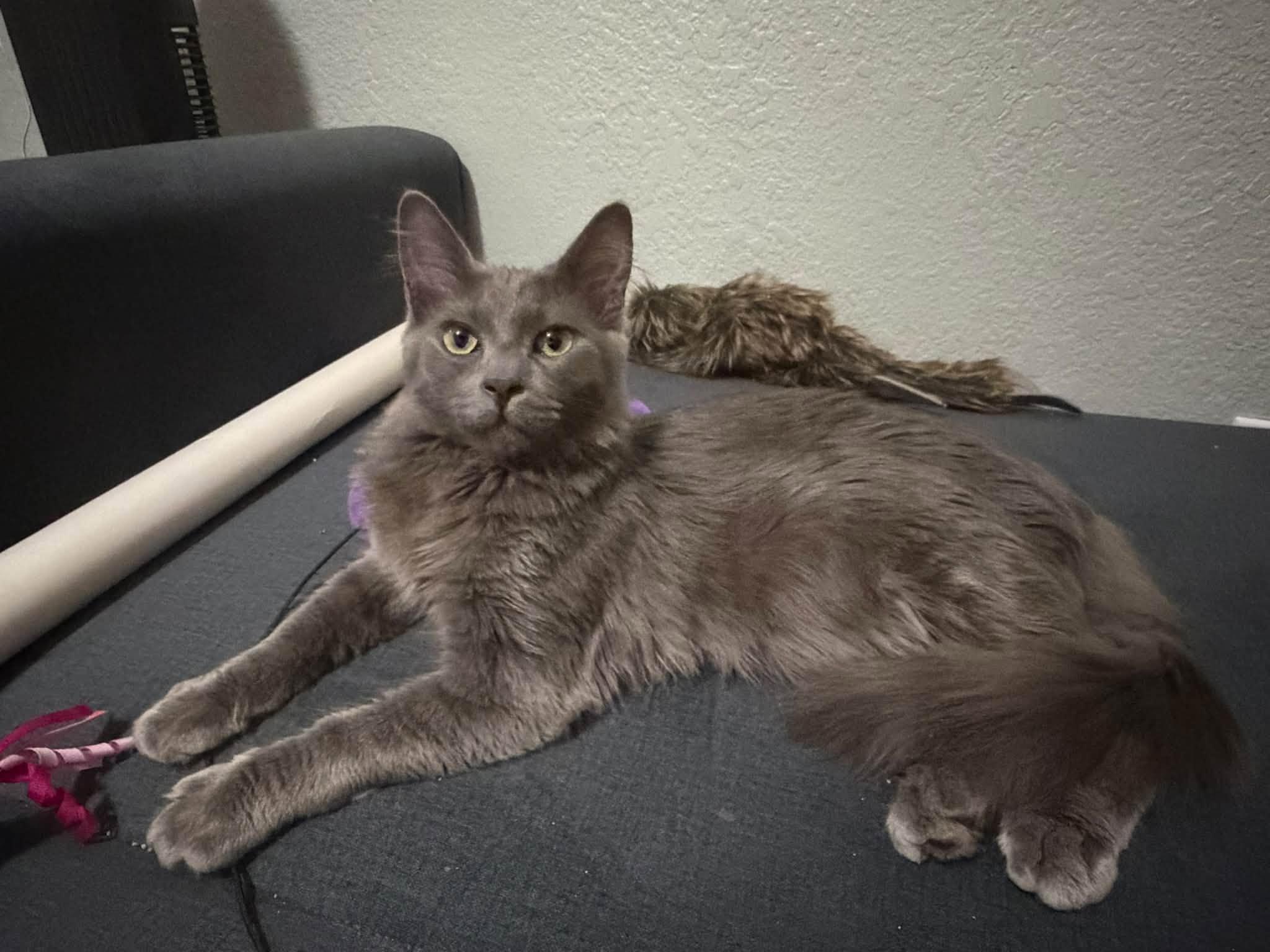 Enlarge Hexley, a Adoptable Domestic Medium Hair in Queen Creek, AZ image 3/6