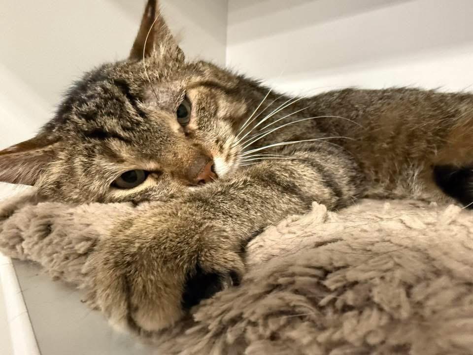 Baritone, Adult Male Domestic Short Hair