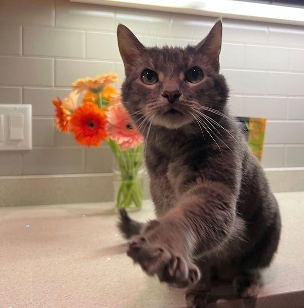 Brenda, Adoptable, Senior Female Domestic Medium Hair.