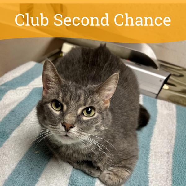 Enlarge Brenda, a Adoptable mixed breed in Dublin, CA image 2/2