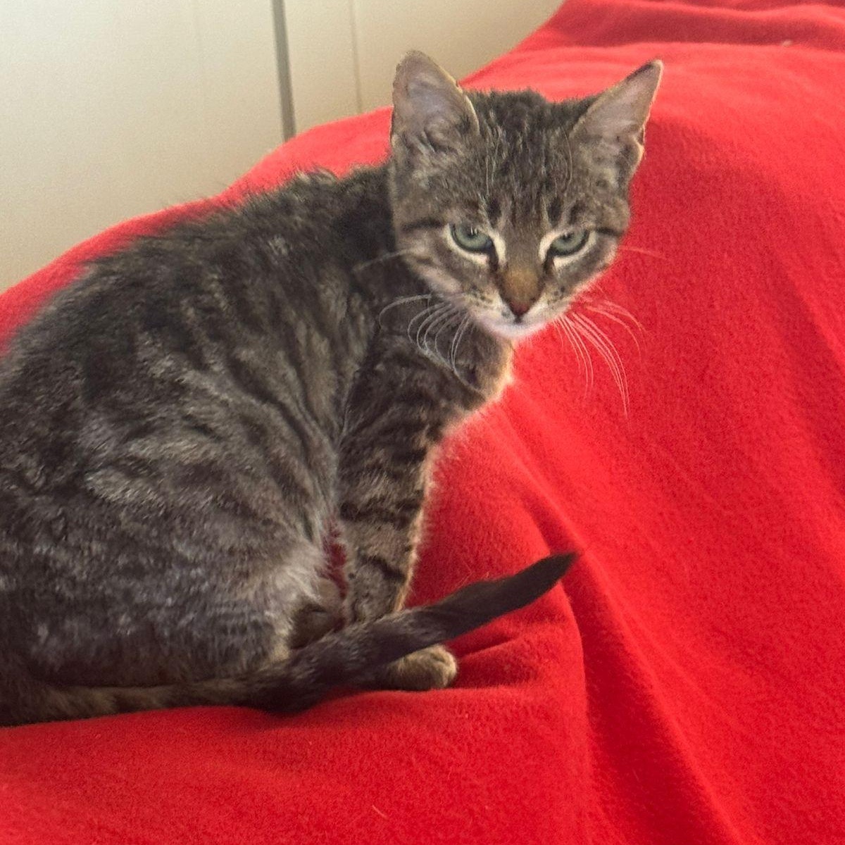 Nate, a ADOPTABLE Tabby in Brampton, ON image 1/6
