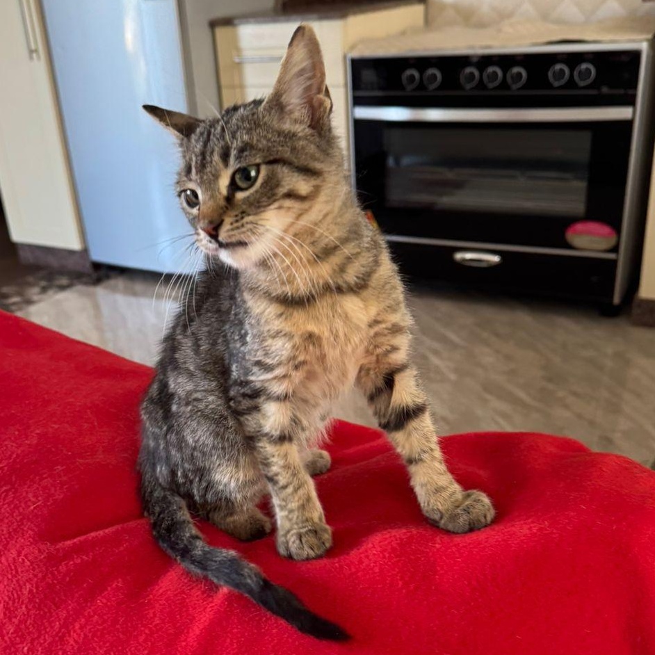 Nate, a ADOPTABLE Tabby in Brampton, ON image 2/6