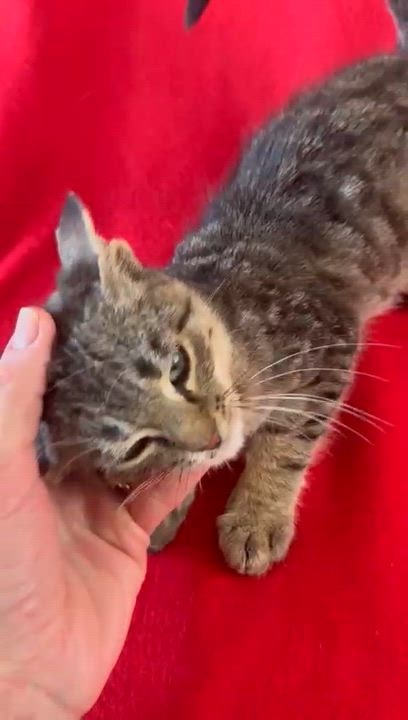 Enlarge Nate, a ADOPTABLE Tabby in Brampton, ON video 5/6