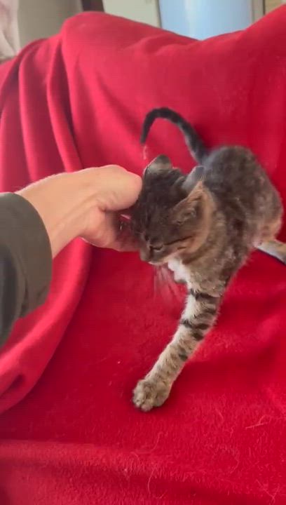 Enlarge Nate, a ADOPTABLE Tabby in Brampton, ON video 3/6