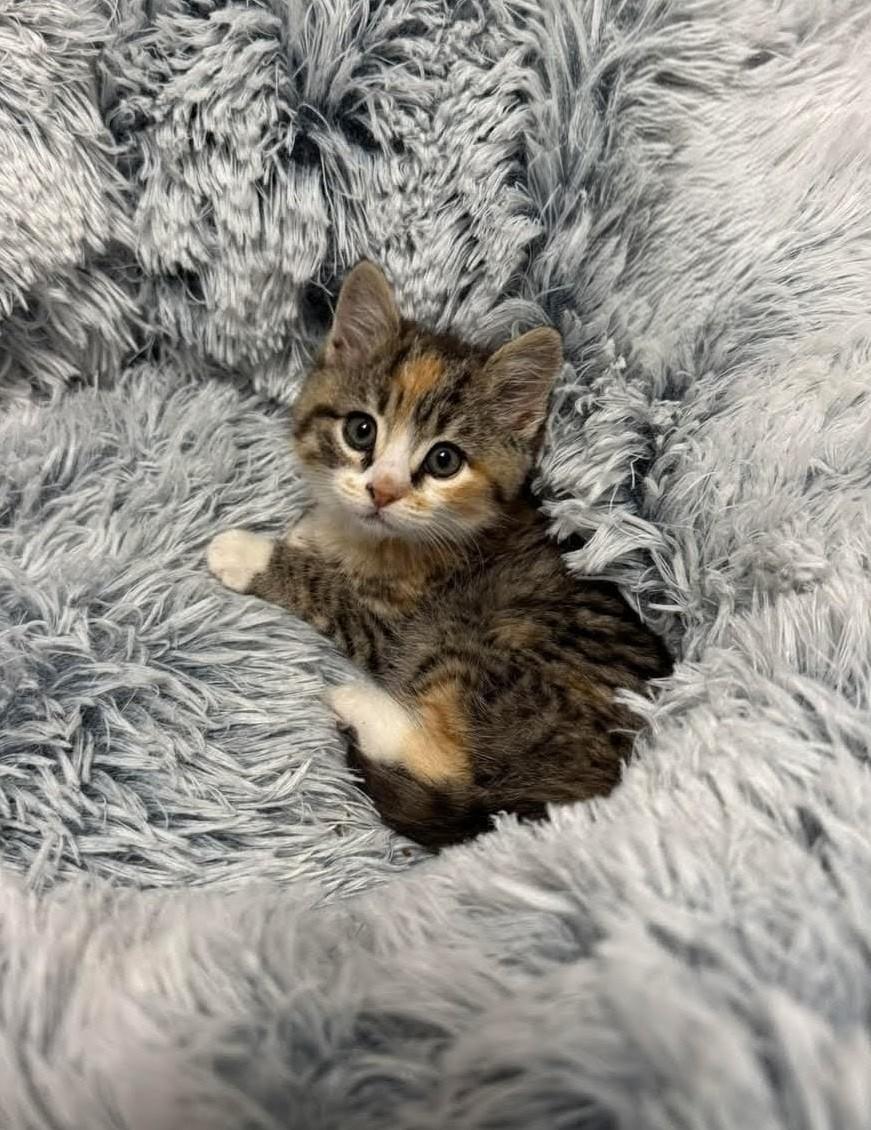 Miss America, adopted, Kitten Female Domestic Short Hair.