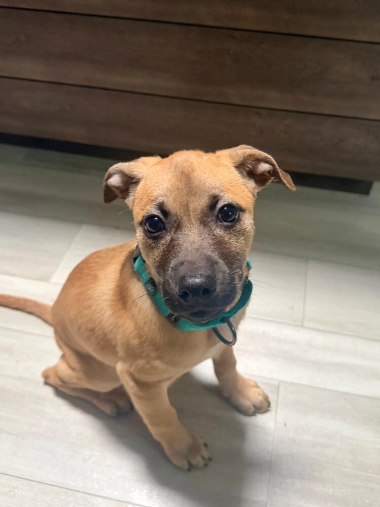 Enlarge Pat (FOSTERED LOCALLY), a Adoptable mixed breed in Leverett, MA image 1/6