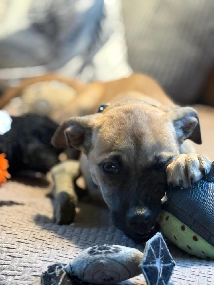 Enlarge Pat (FOSTERED LOCALLY), a Adoptable mixed breed in Leverett, MA image 2/6