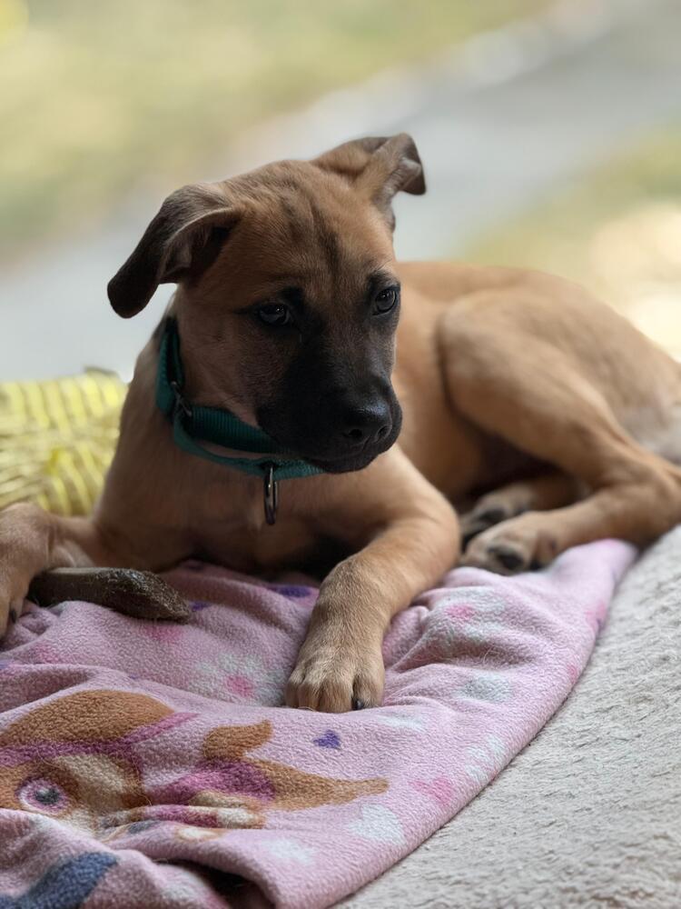 Enlarge Pat (FOSTERED LOCALLY), a Adoptable mixed breed in Leverett, MA image 3/6