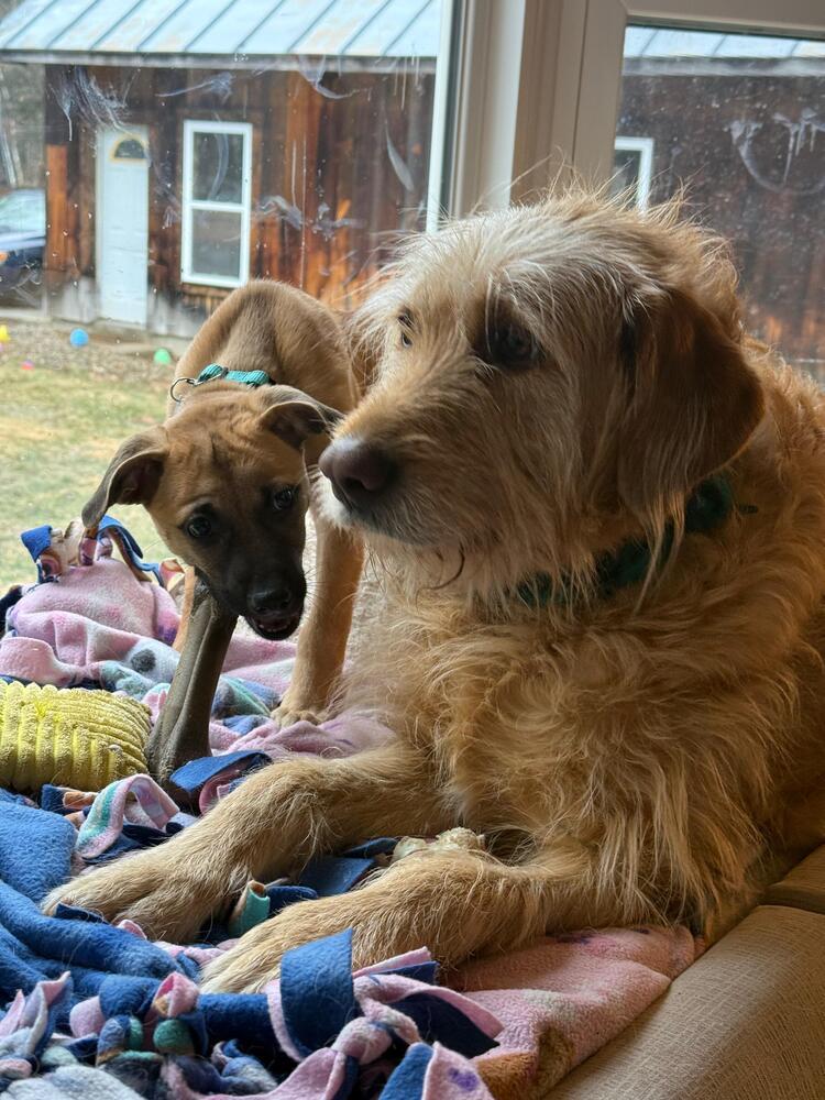 Enlarge Pat (FOSTERED LOCALLY), a Adoptable mixed breed in Leverett, MA image 4/6