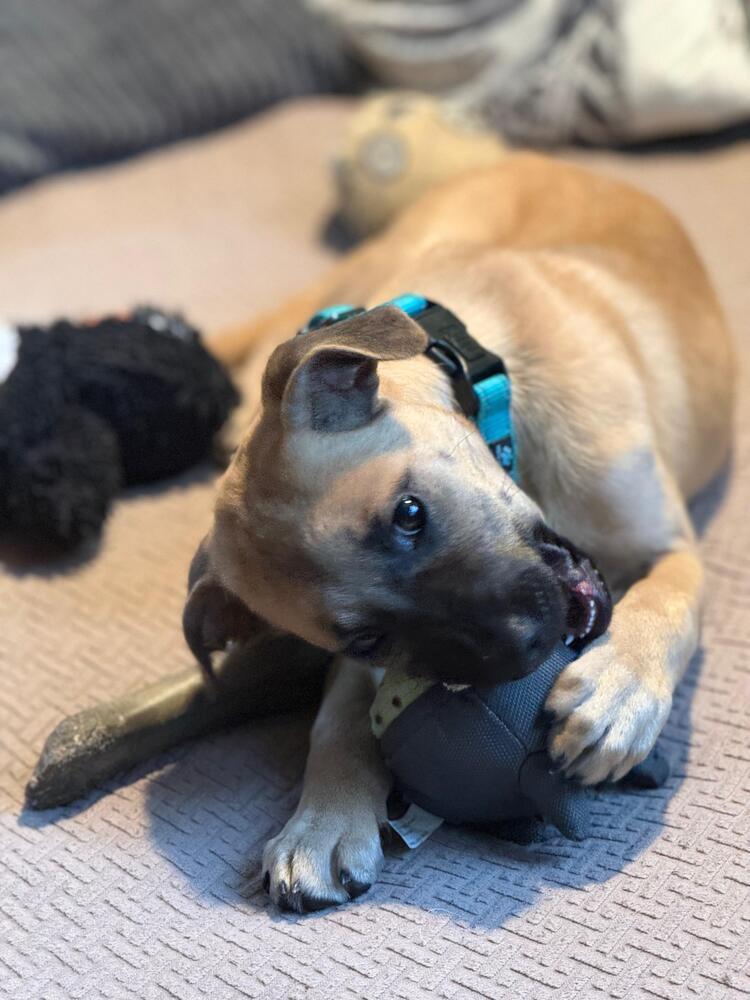 Enlarge Pat (FOSTERED LOCALLY), a Adoptable mixed breed in Leverett, MA image 5/6