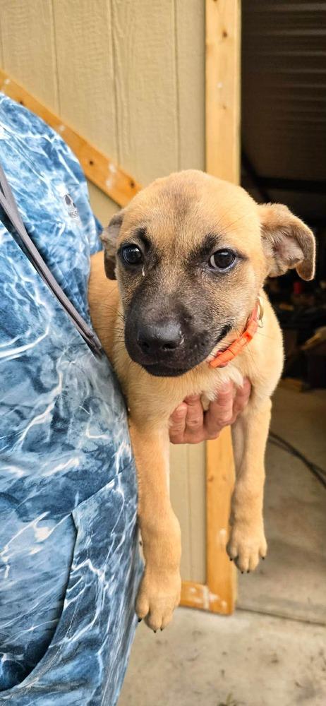 Enlarge Pat (FOSTERED LOCALLY), a Adoptable mixed breed in Leverett, MA image 6/6