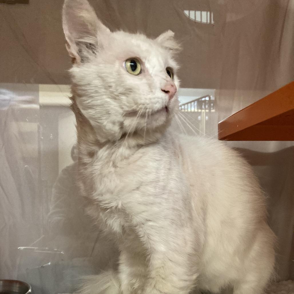 Scott, a Adoptable Domestic Short Hair in Morgan Hill, CA image 1/6