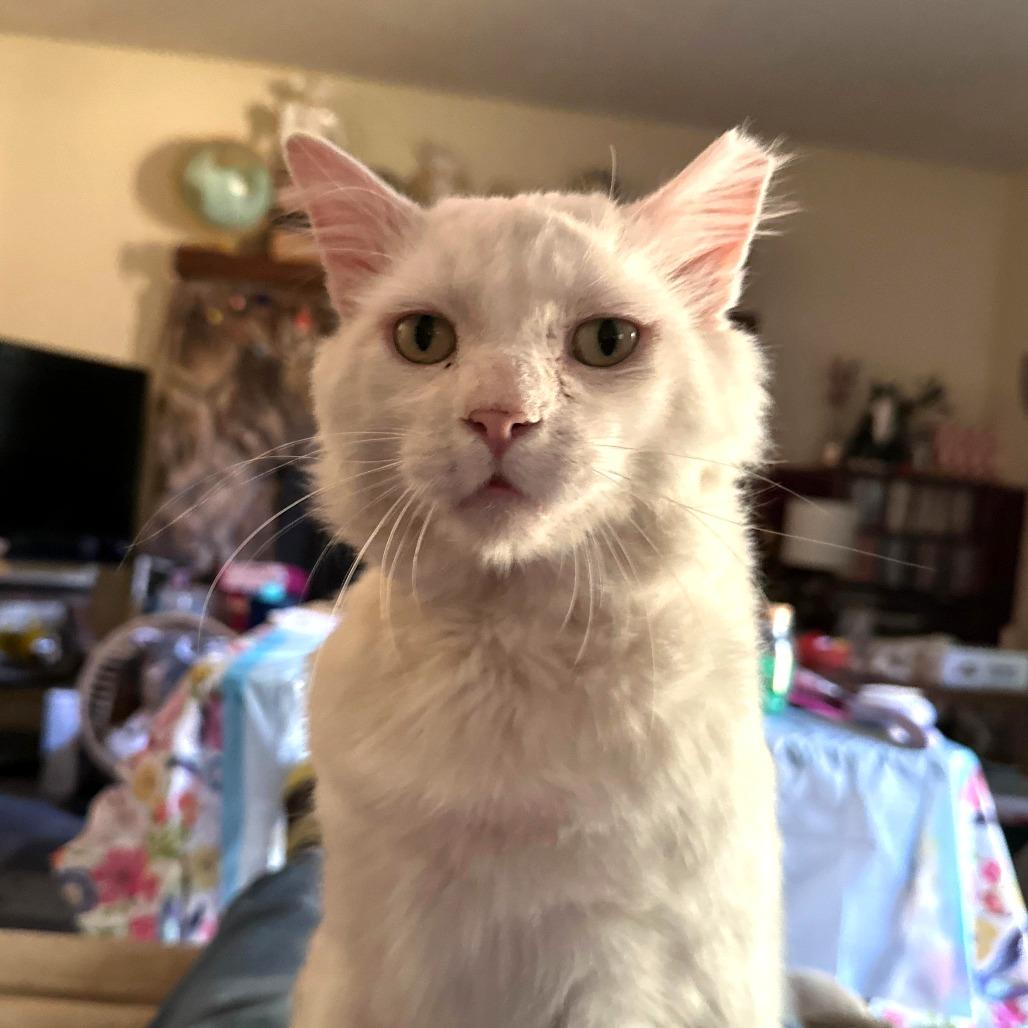 Scott, a Adoptable Domestic Short Hair in Morgan Hill, CA image 2/6