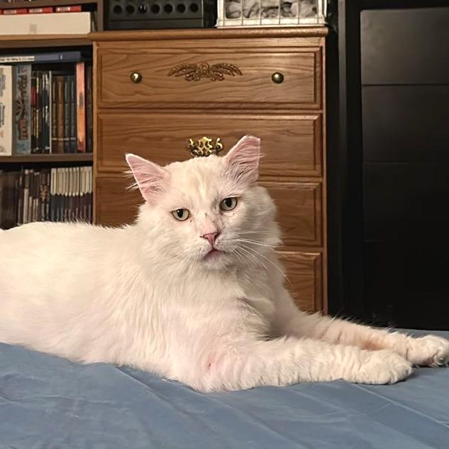 Scott, a Adoptable Domestic Short Hair in Morgan Hill, CA image 6/6