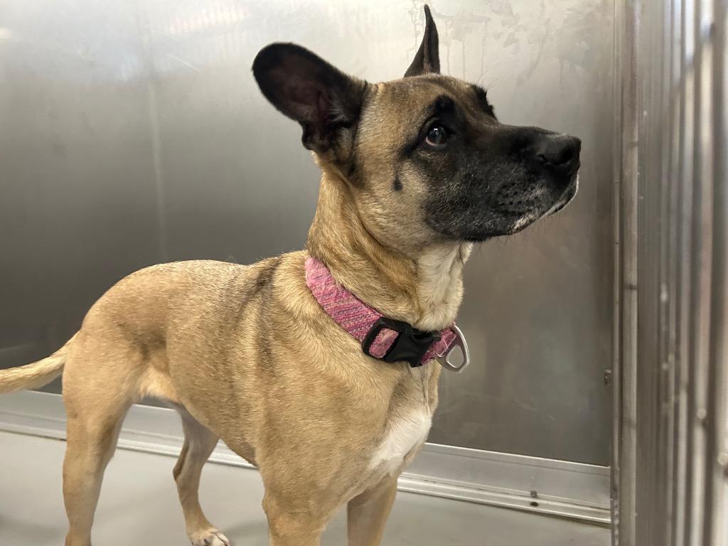 Daisy, Adoptable, Adult Female Mixed Breed.