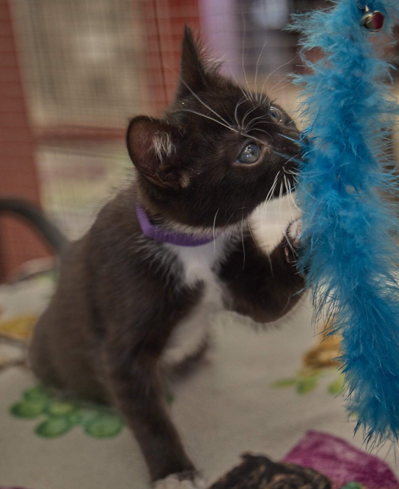 Enlarge Cosma, a ADOPTABLE Tuxedo in Santa Barbara, CA image 3/3