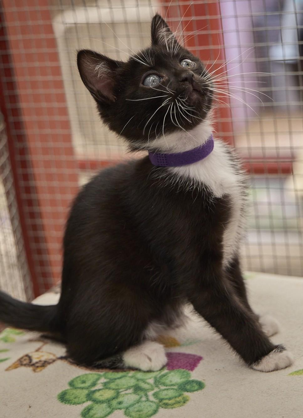 Enlarge Cosma, a ADOPTABLE Tuxedo in Santa Barbara, CA image 2/3