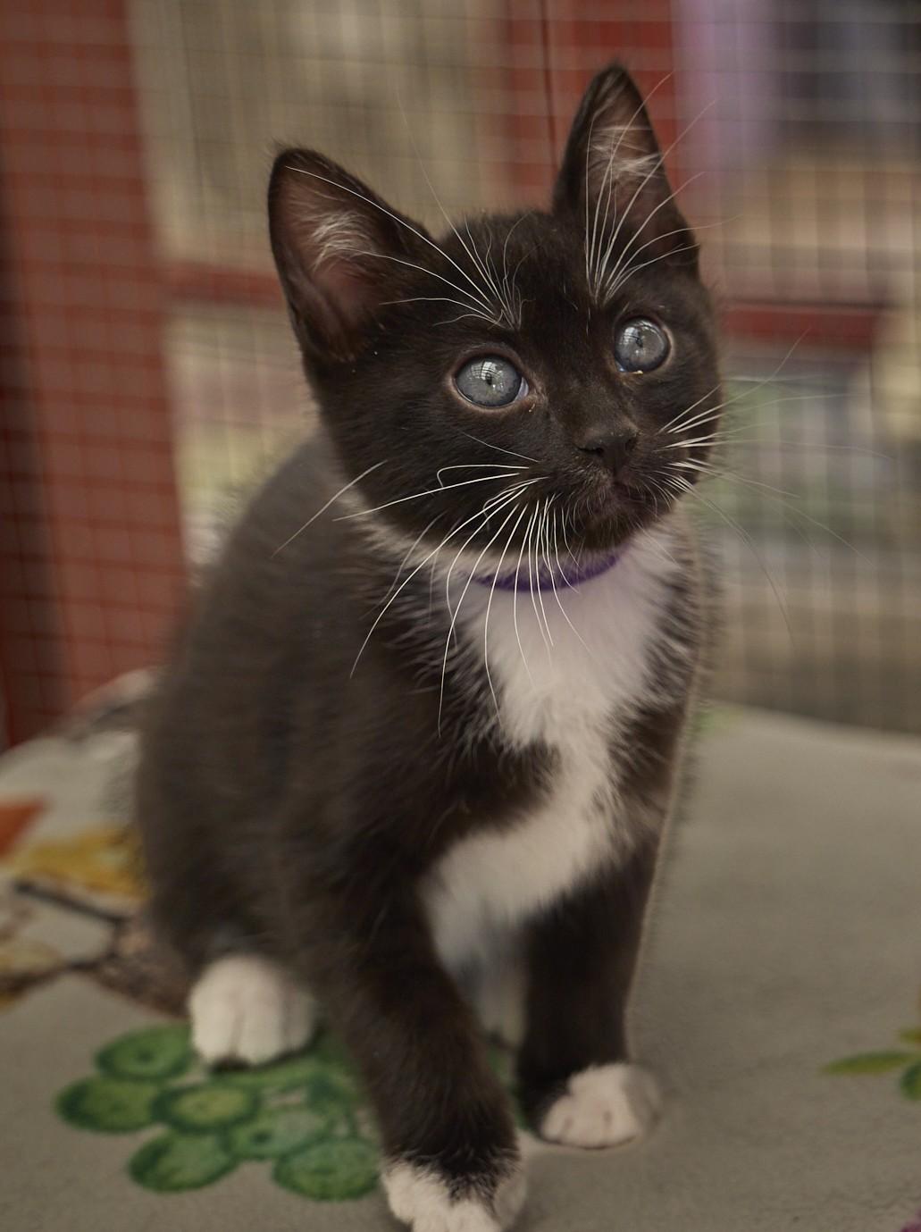 Enlarge Cosma, a ADOPTABLE Tuxedo in Santa Barbara, CA image 1/3