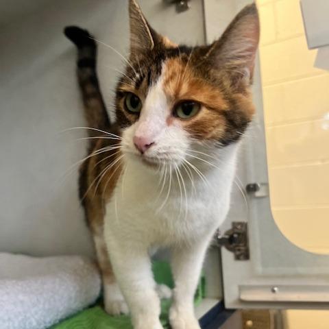 Cora, Adoptable, Adult Female Domestic Short Hair.