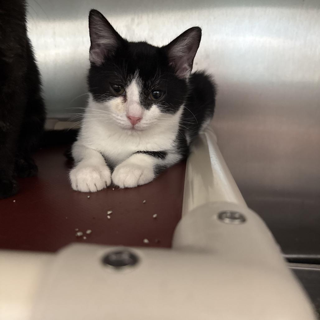 Tompkins, Adoptable, Kitten Male Domestic Short Hair.
