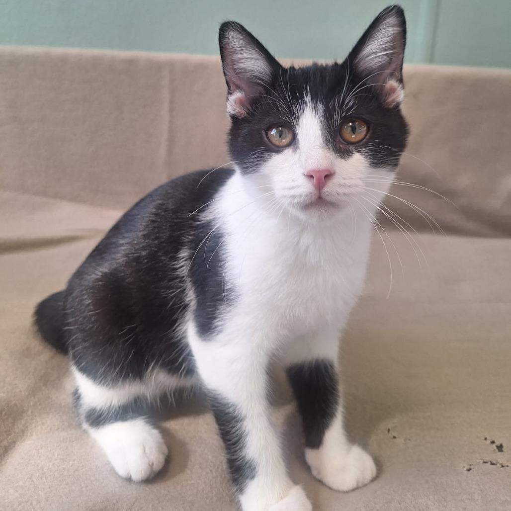 Enlarge Tompkins, a Adoptable Domestic Short Hair in Attica, NY image 2/2