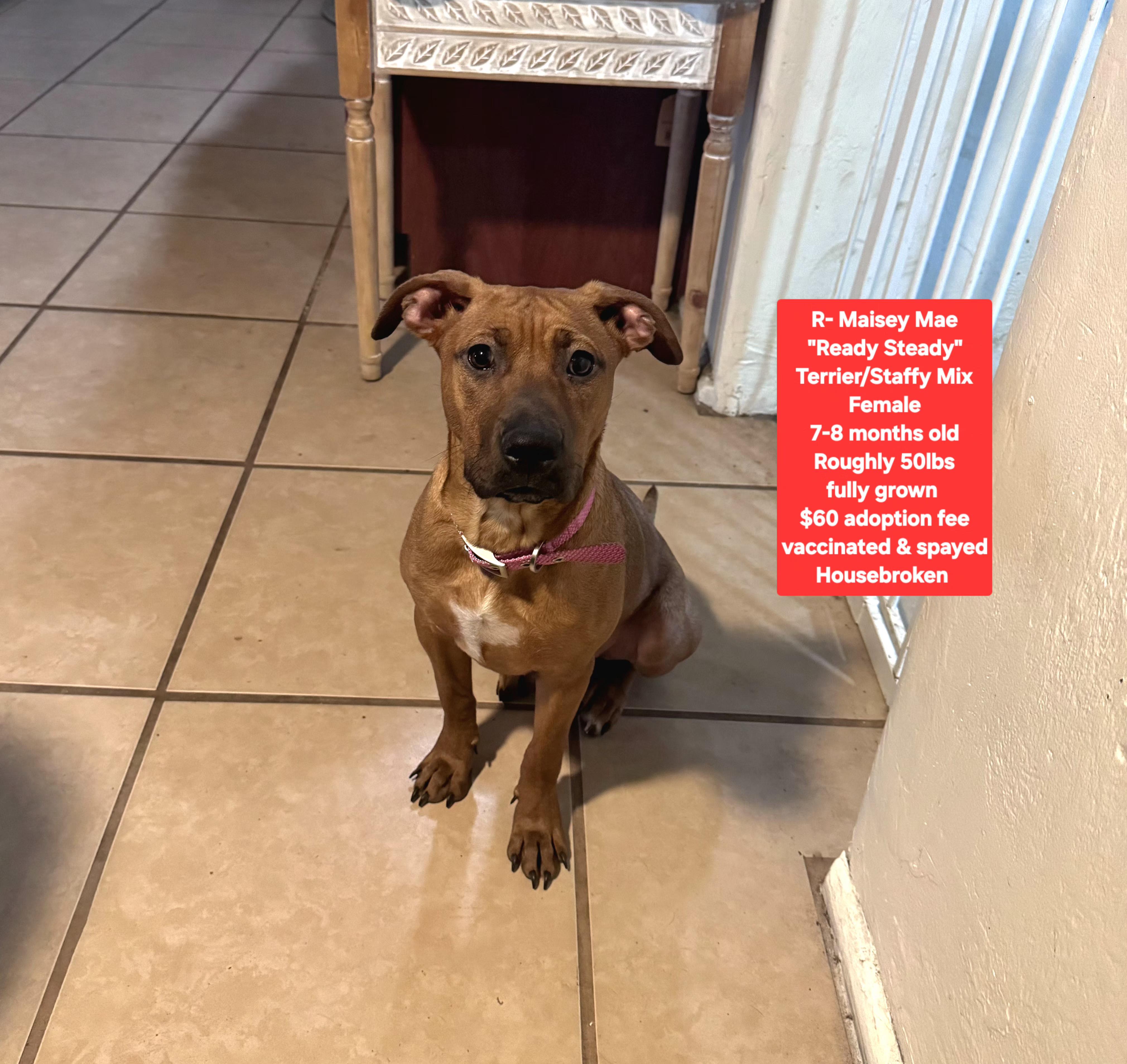 R- Maisey Mae, adopted, Young Female Staffordshire Bull Terrier.