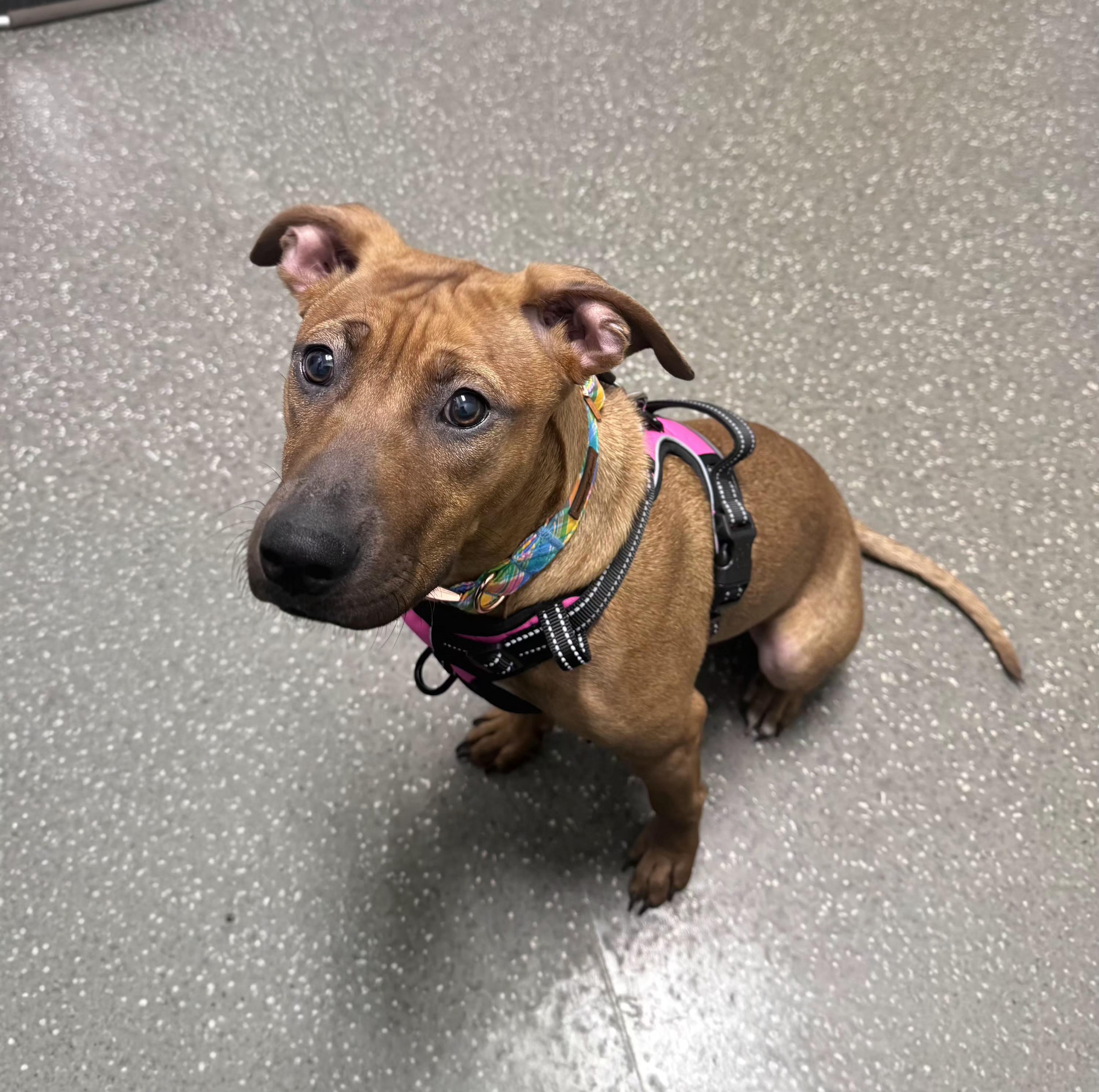 Enlarge R- Maisey Mae, an adopted mixed breed in Oviedo, FL image 2/2