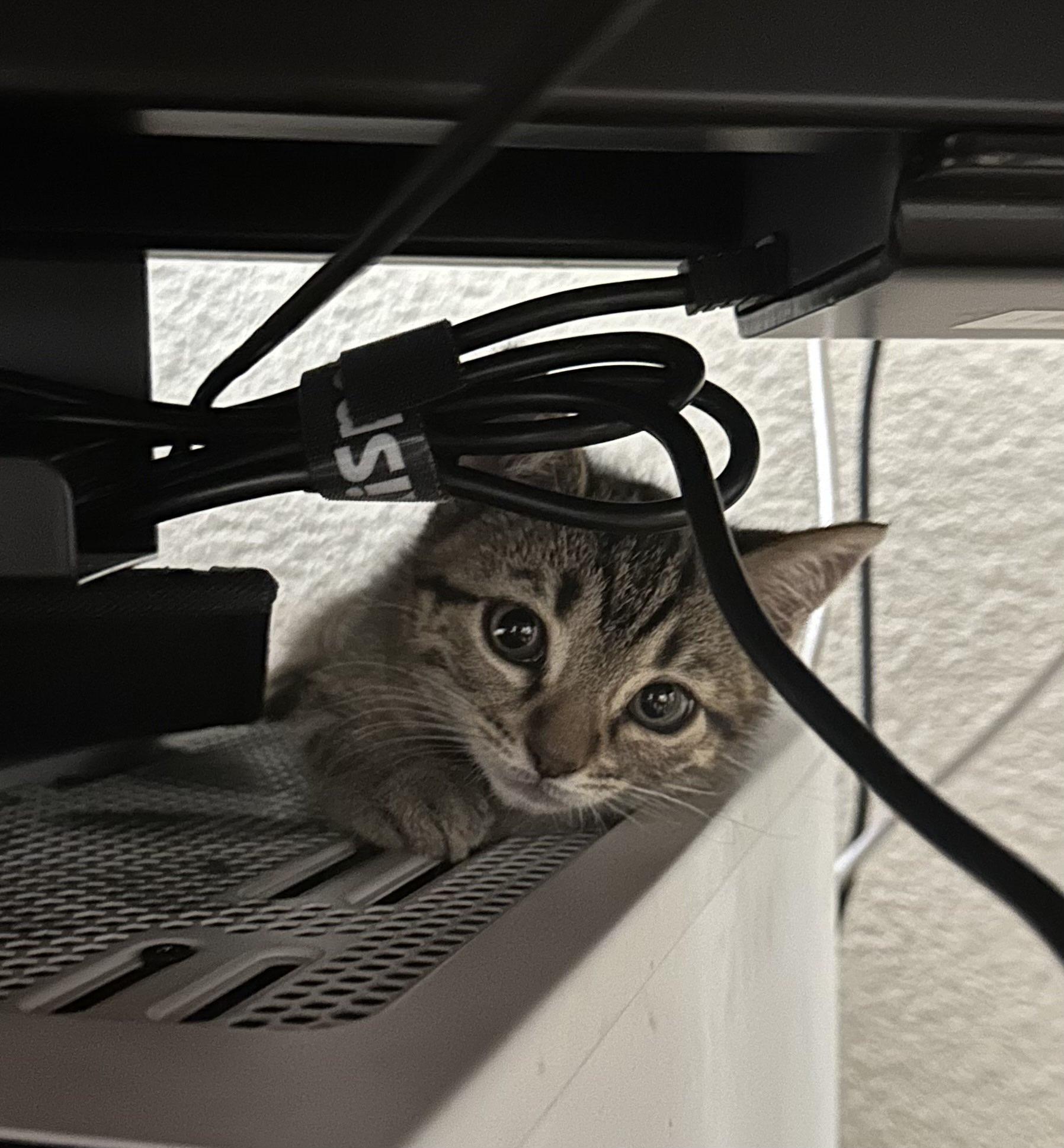 Ivy, a Adoptable Domestic Short Hair in Davis, CA image 3/4