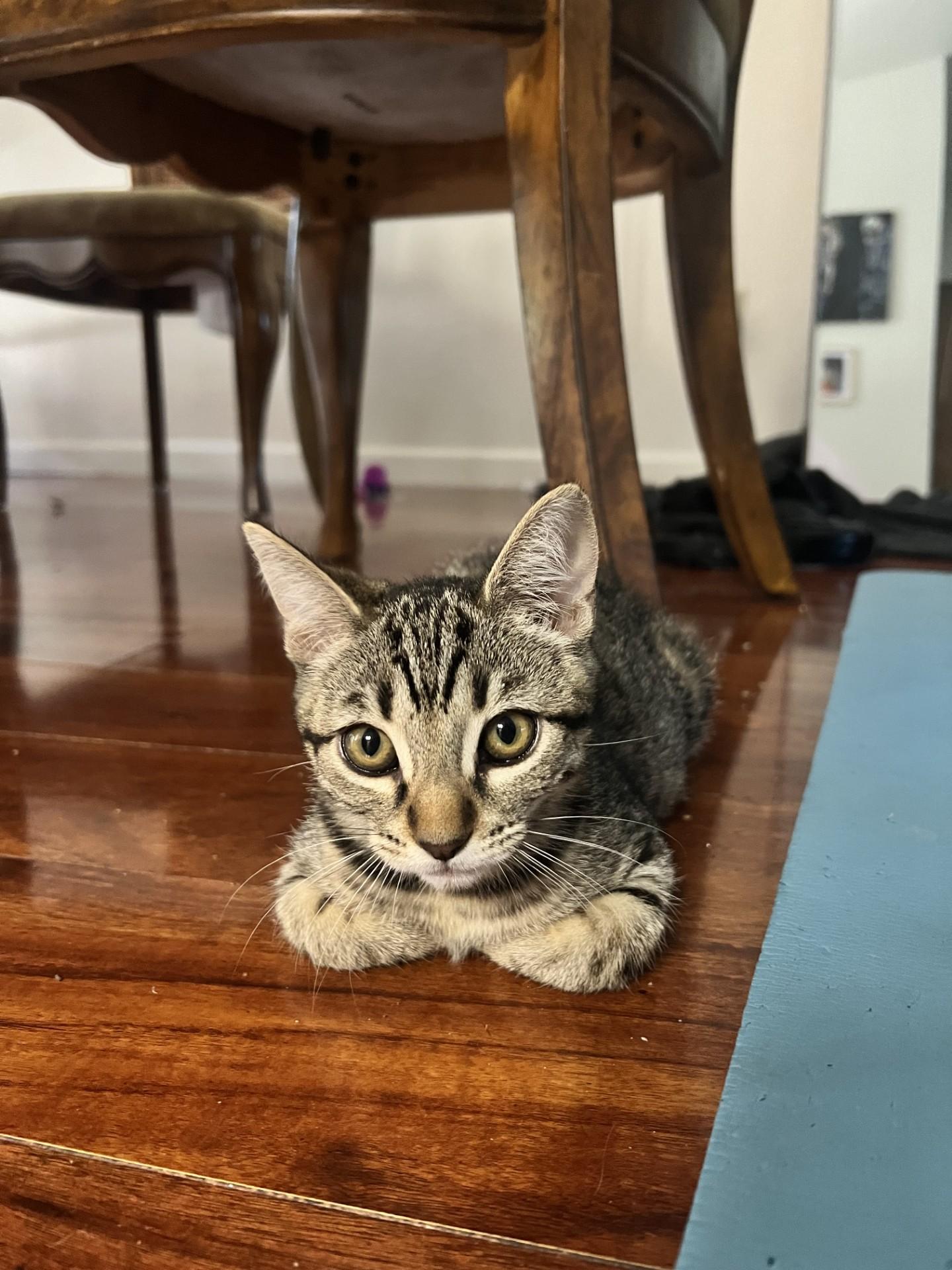 Ivy, a Adoptable Domestic Short Hair in Davis, CA image 1/4