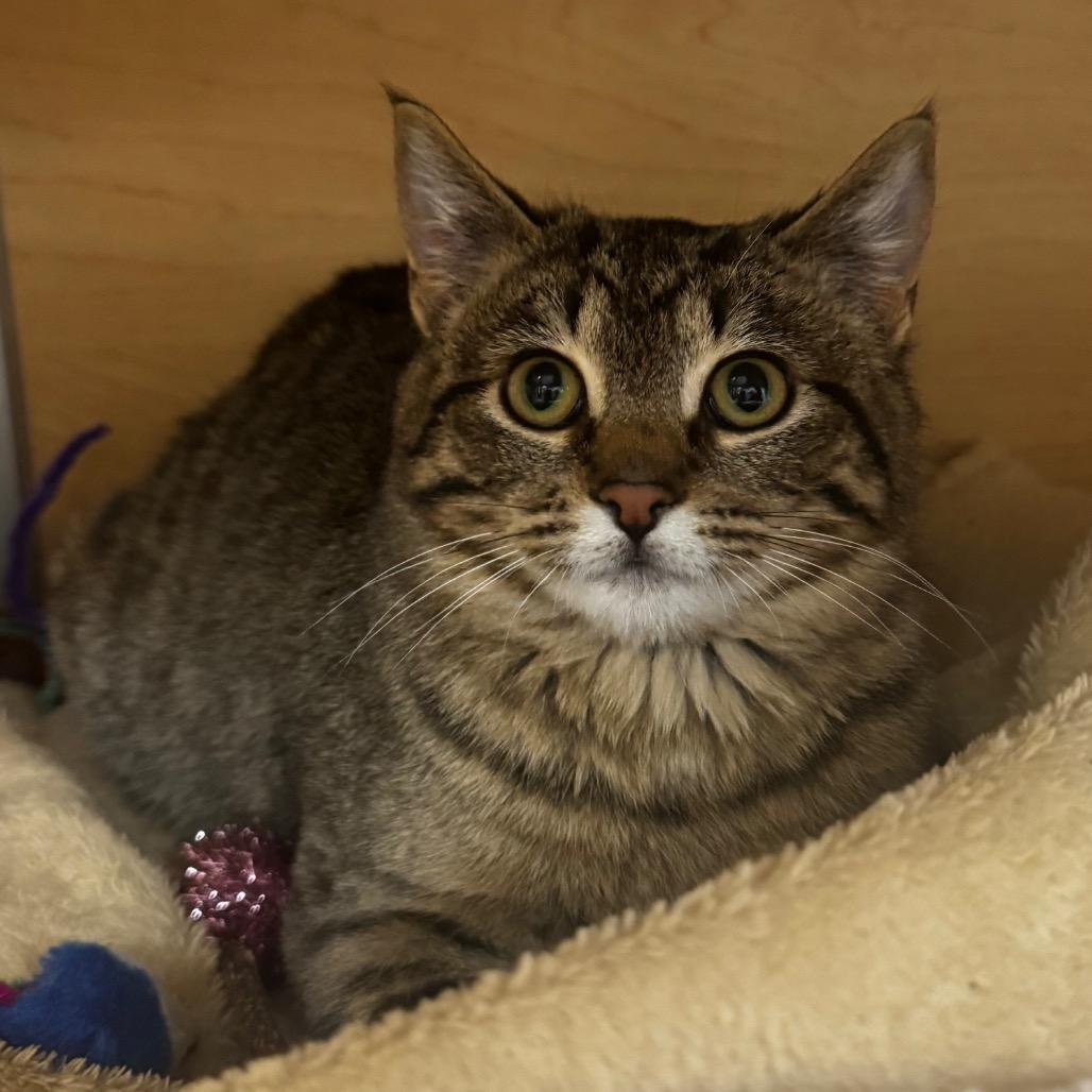 Flounder, Adoptable, Kitten Female Domestic Short Hair.