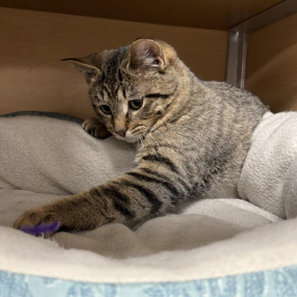 Flounder, Adoptable, Kitten Female Domestic Short Hair.