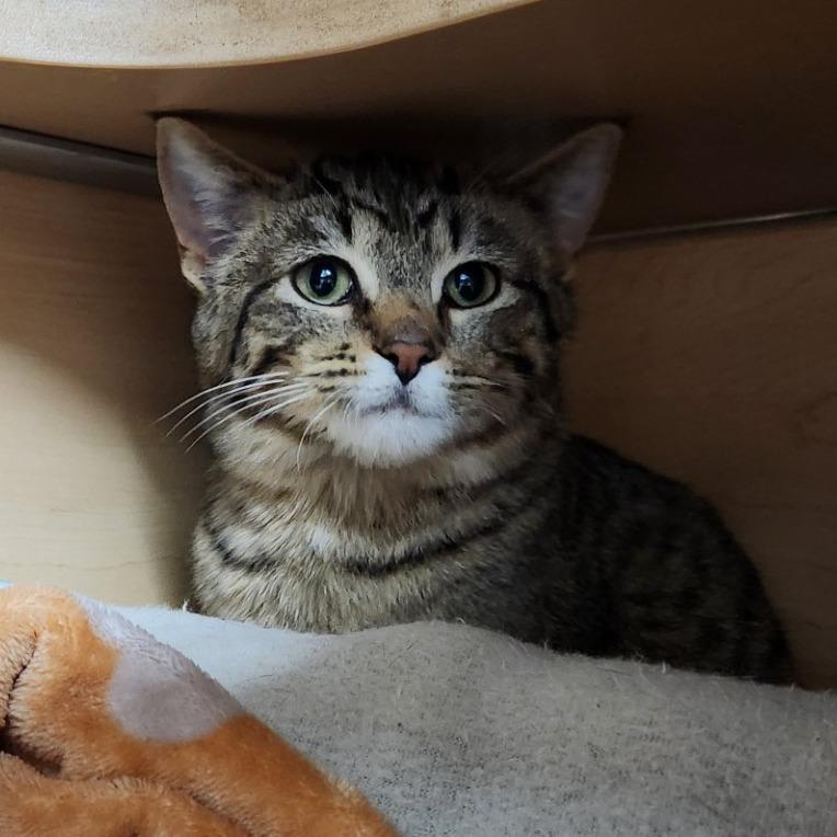 Enlarge Flounder, a Adoptable Domestic Short Hair in Brookfield, WI image 1/4