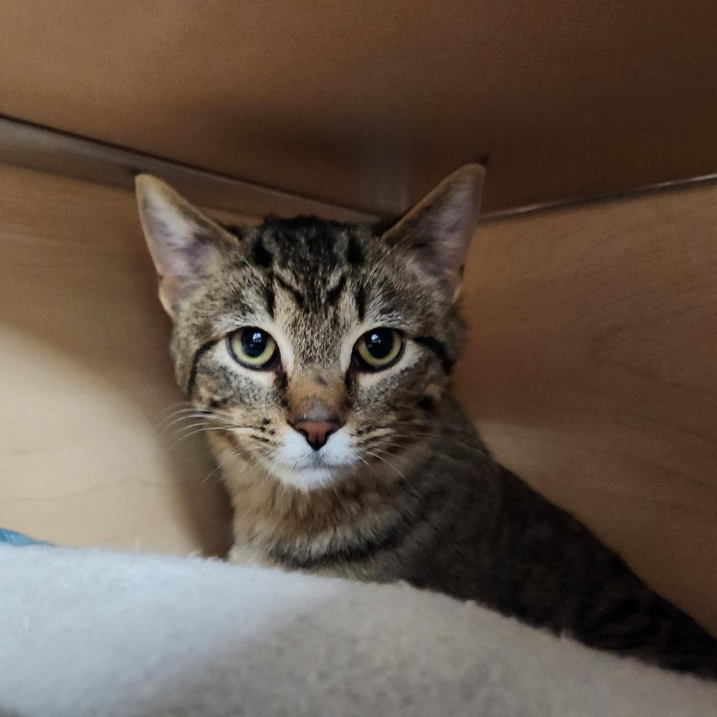 Enlarge Flounder, a Adoptable Domestic Short Hair in Brookfield, WI image 2/4